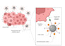 design journal ready scientific figures and diagrams in biorender
